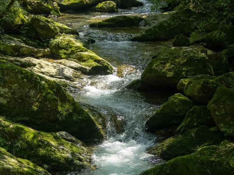 Nanjing: Anji Bamboo Trail & Waterfalls Private Day Trip