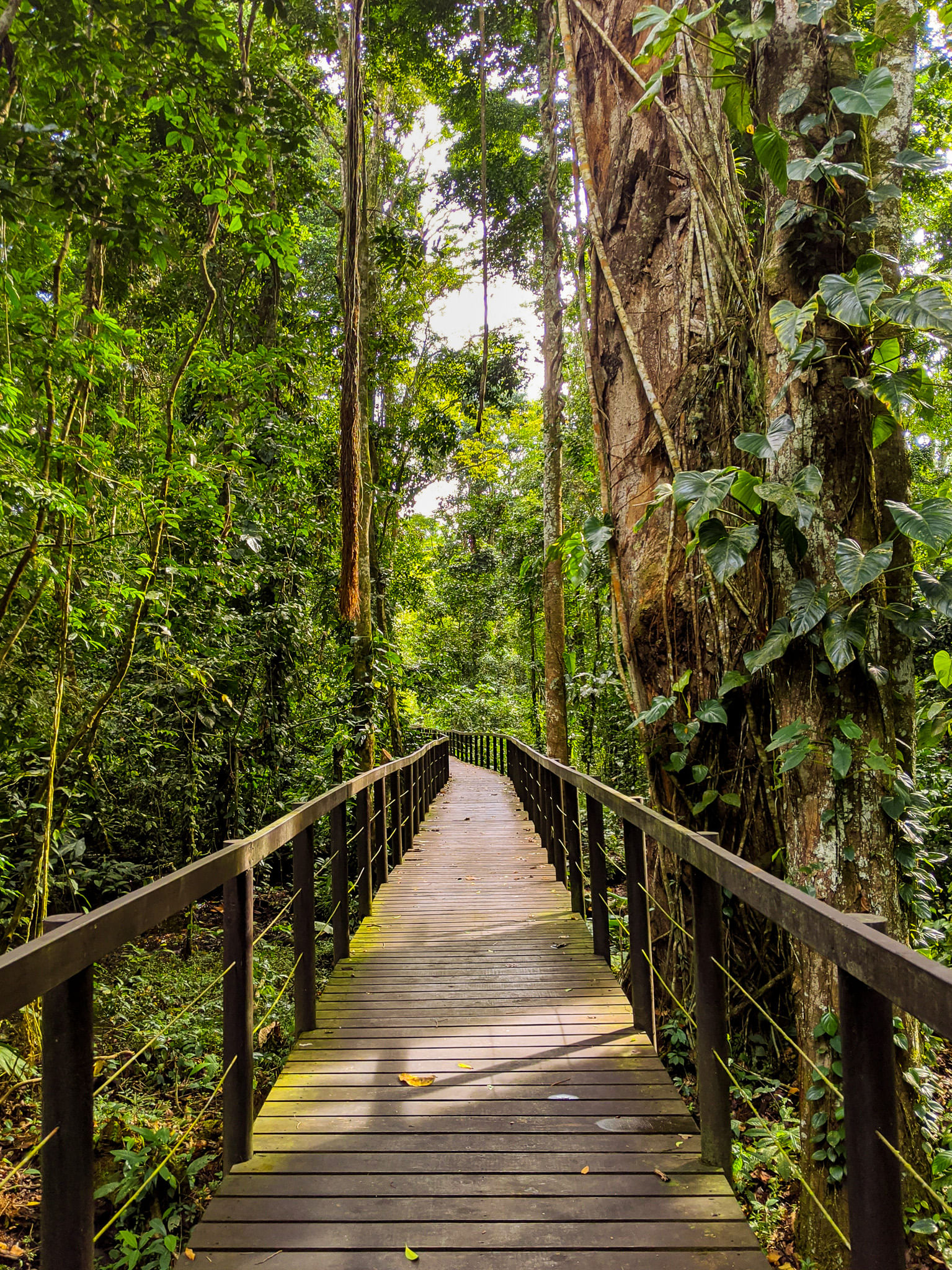 Trail in Puerto Vargas, Cahuita National Park 