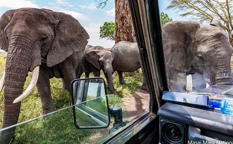 5-Day Masai Mara and Lake Nakuru Adventure Tour in Kenya