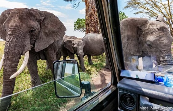 5 Days Masai Mara with Lake Nakuru and Naivasha Tour by 4×4 Jeep