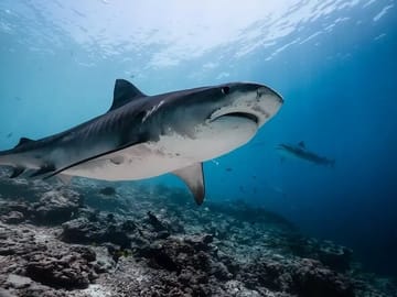Tiger Shark Approaching in Blue Tiger Zoo, Fuvahmulah