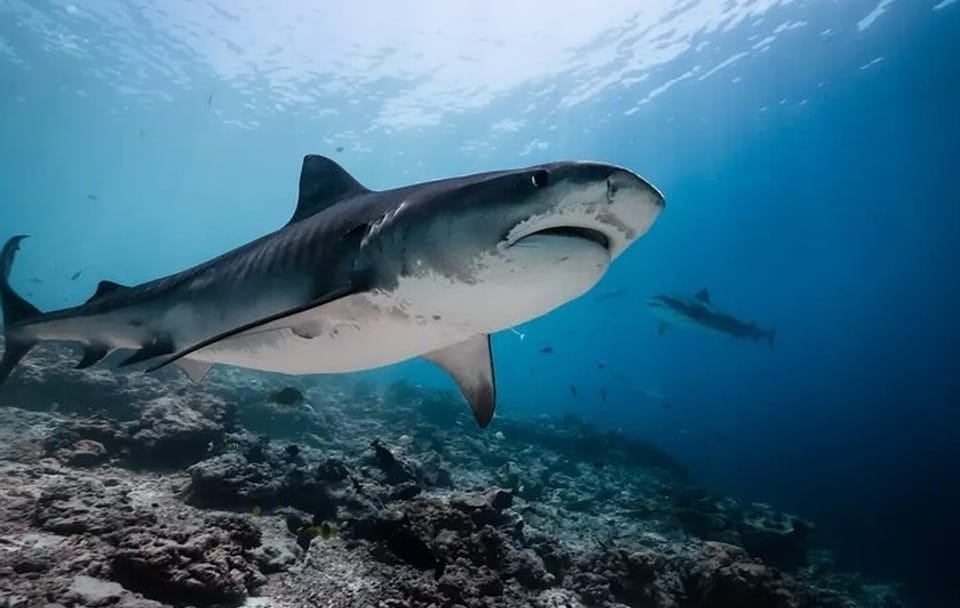 Tiger Shark Diving Experience in Fuvahmulah, Maldives