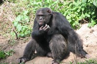 A Chimpanzee at the Sweetwater Chimpanzee Sanctuary