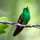 Stripe-tailed HummingbirdCloud Forest hanging Bridges tour
