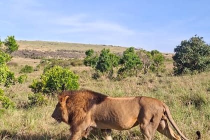 3 days 2 nights Masaai Mara Budget safari In 4WD