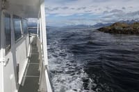 Beagle Channel Yacht Sailing Tour from Ushuaia 3