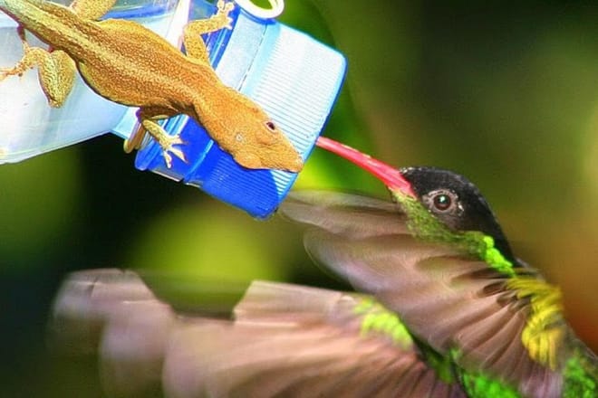 Rockland's Bird Sanctuary Tour from Montego Bay/ Falmouth 7