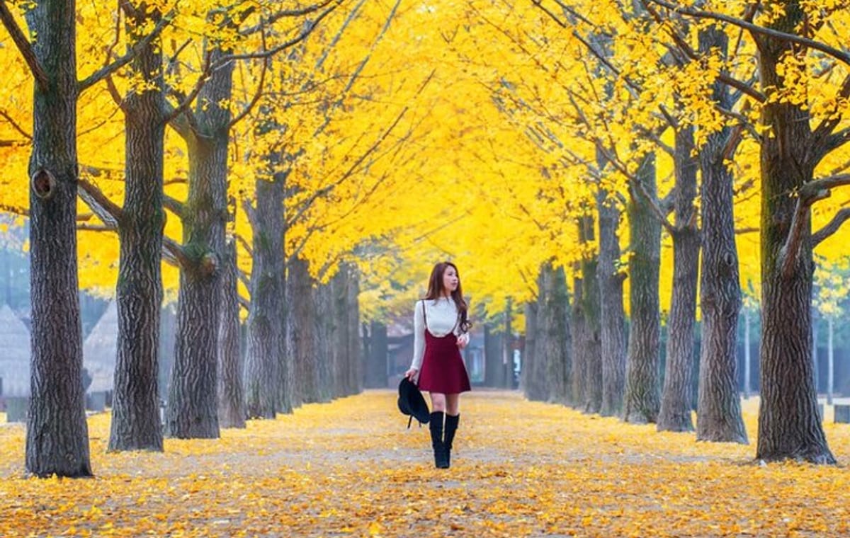 All Day Private Make your own plan tour to Nami Island and others