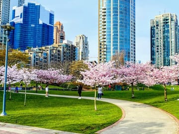 Private Vancouver City Tour During Cherry Blossom Season
