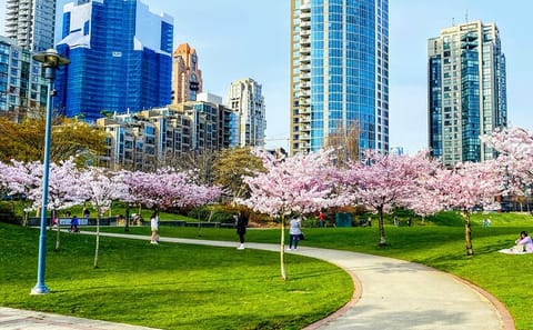 Private Vancouver City Tour During Cherry Blossom Season