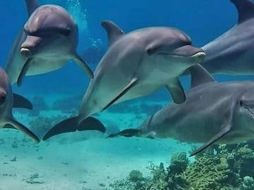 Hurghada Dolphin House And Snorkelling Day Trip By VIP Boat