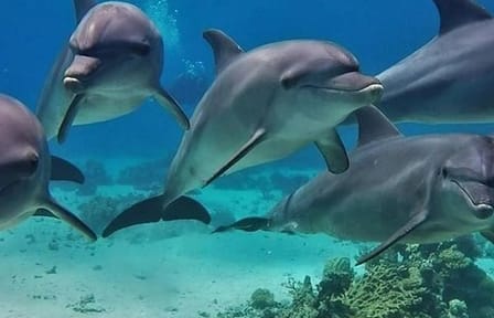 Snorkelling Day Trip to Dolphin House in Hurghada