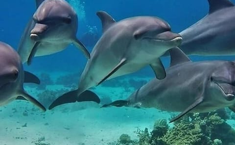 Snorkelling Day Trip to Dolphin House in Hurghada