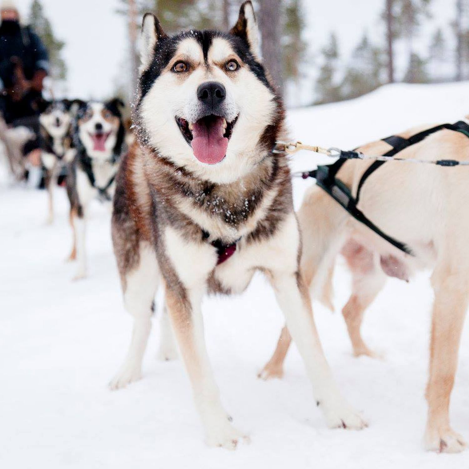 Husky Safari 2 hours