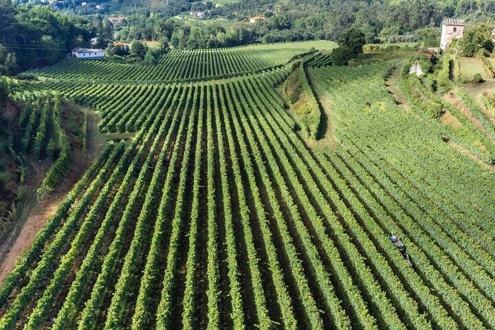 Vista aérea de una gran extensión de viñedo en la región de Basto, conocida por sus buenos vinos y divertidas actividades de enoturismo