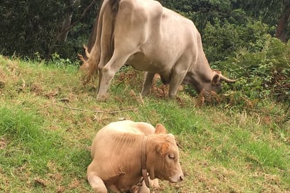 The best of SouthWest – open top roof 4×4 experience