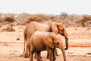 One Day Wildlife Safari in Tsavo East National Park, Kenya