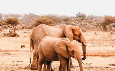 One Day Wildlife Safari in Tsavo East National Park, Kenya