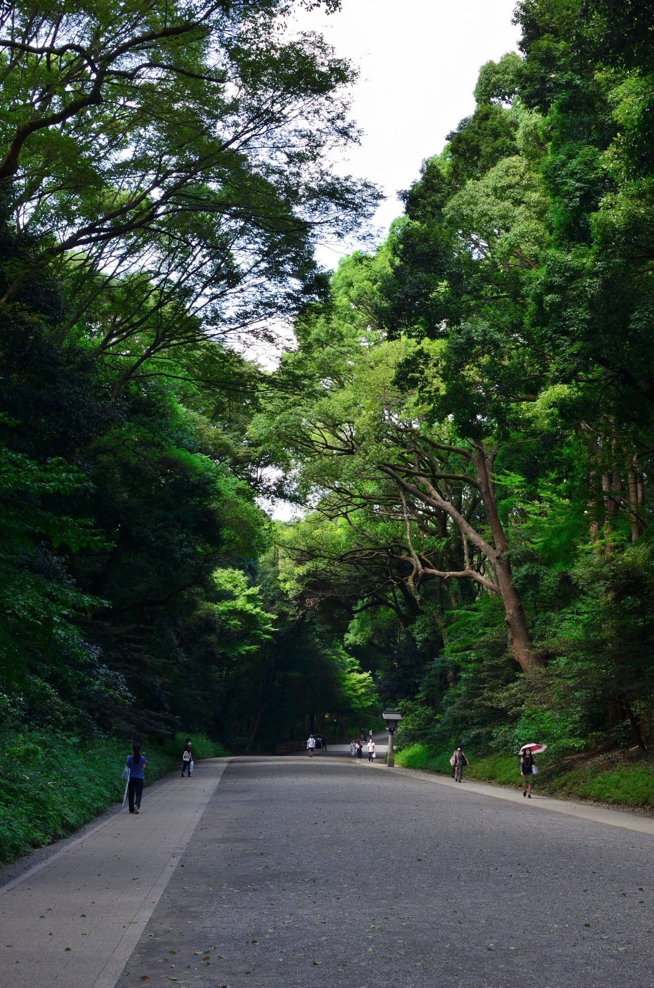 Meiji Jingu — forest approach in Harajuku