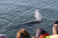 Reykjavík Whales & Viðey Island 6