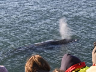Reykjavík Whales & Viðey Island, photo 7