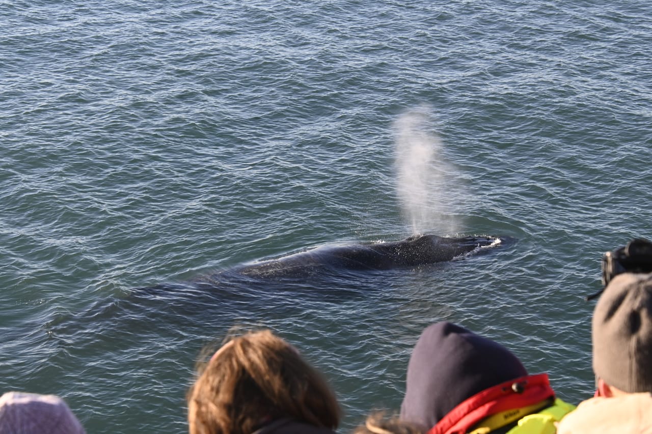 Reykjavík Whales & Viðey Island 6