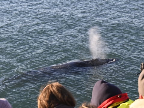 Reykjavík Whales & Viðey Island, photo 7