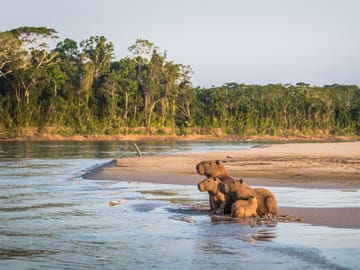 Four-Day Jungle Expedition in Manu National Park, Cusco