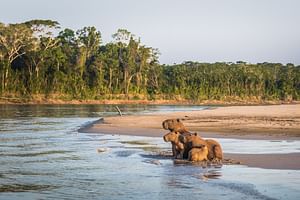 Cus-07 : Manu's Park Odyssey - Embark on a 4 Days Jungle Expedition