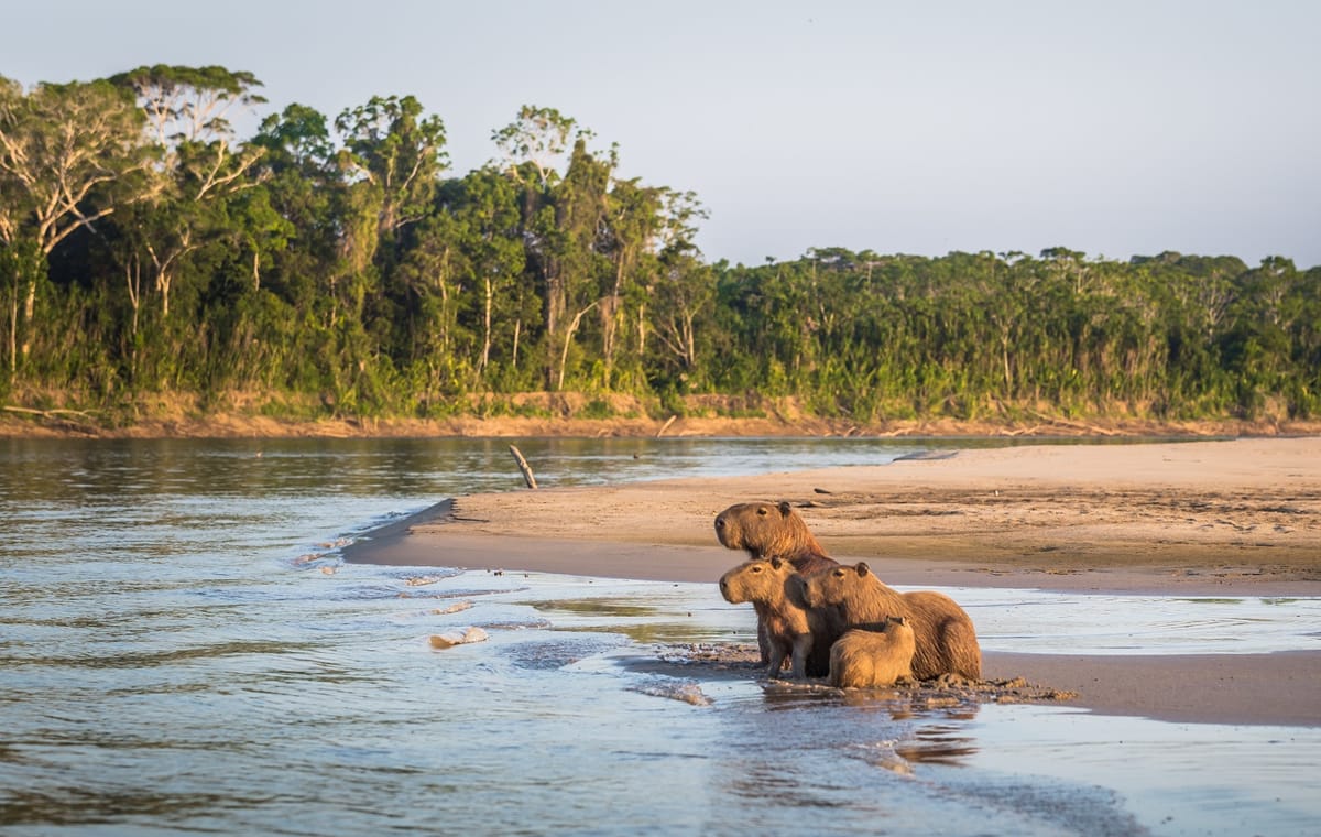 Four-Day Jungle Expedition in Manu National Park, Cusco