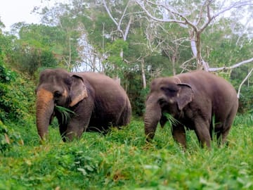 Phuket: Walk and Plant at Elephant Nature Park Visit