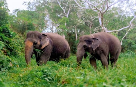 Phuket: Walk and Plant at Elephant Nature Park Visit