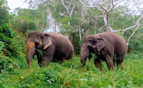 Phuket: Walk and Plant at Elephant Nature Park Visit