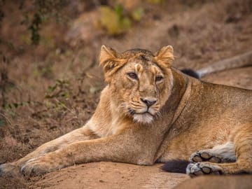 Temple and Lion Safari Tour in Dwarka and Junagadh