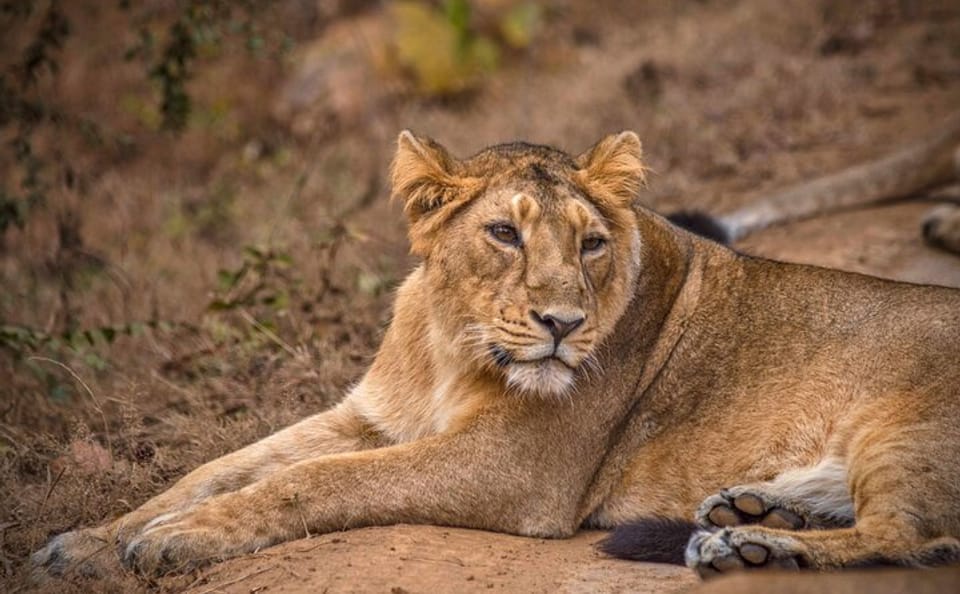 Temple and Lion Safari Tour in Dwarka and Junagadh