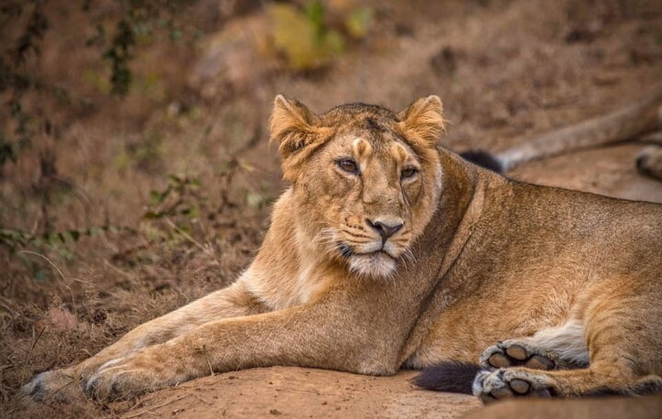 Temple and Lion Safari Tour in Dwarka and Junagadh