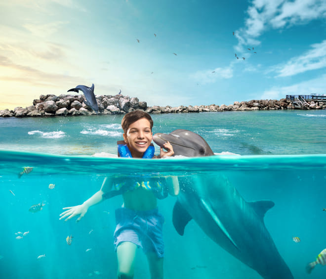 Dolphin Lover's Swim at Dolphin Discovery Grand Cayman photo 4