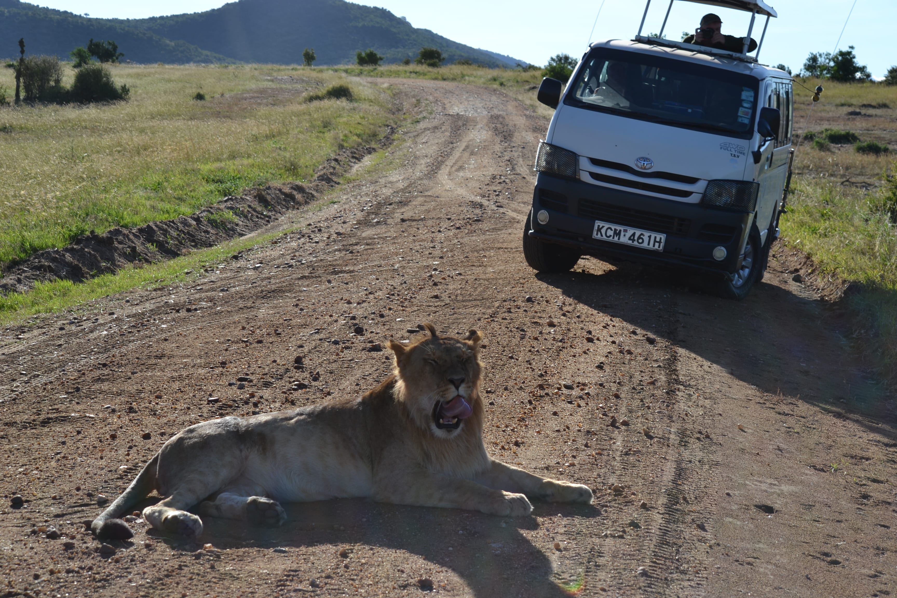 A lion in Nairobi National Park