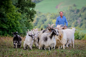 San Leo Cashmere: Grazing with the Shepherd