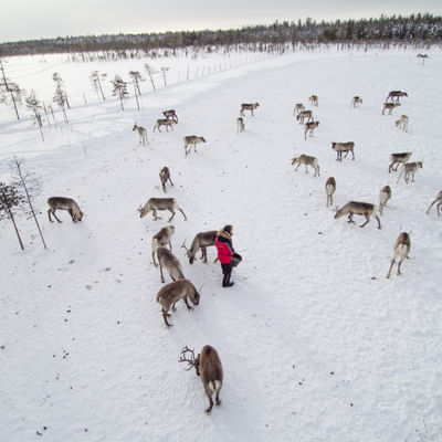 Taava Reindeer Farm – Reindeer & Lapland Traditions Year-Round