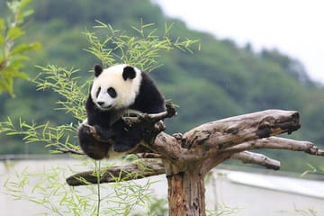 Chengdu Panda Base and Leshan Buddha Full-Day Tour
