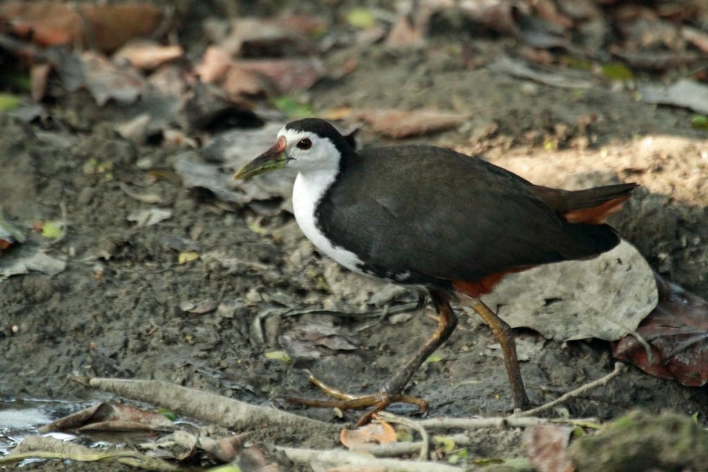 19 Days Mera Peak Climbing & Expedition – One Life-Changing Himalayan Adventure