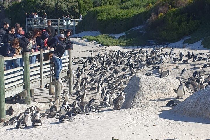 Cape Peninsula penguins, seals and wine Tasting Sharing Tour