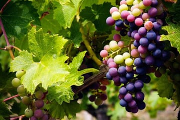 Troodos Grape Escape Tour from Larnaca: Wineries and Villages