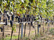 Organic Winery Visit near Turin with Wine & Food Tasting 10