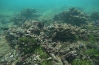 Snorkeling in Unawatuna 6