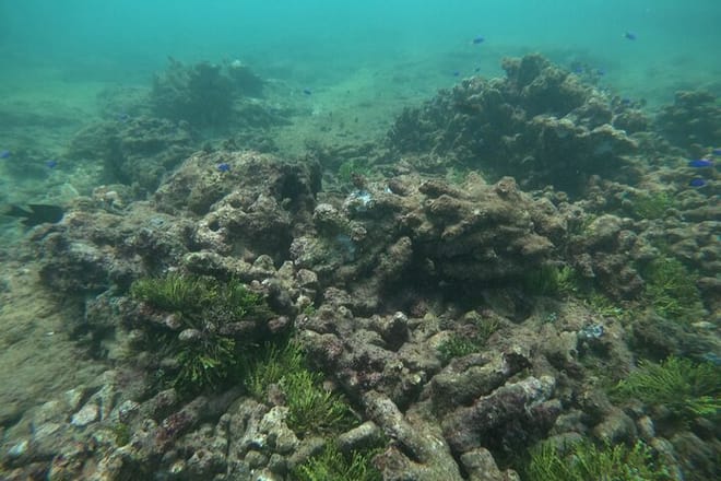 Snorkeling in Unawatuna 6