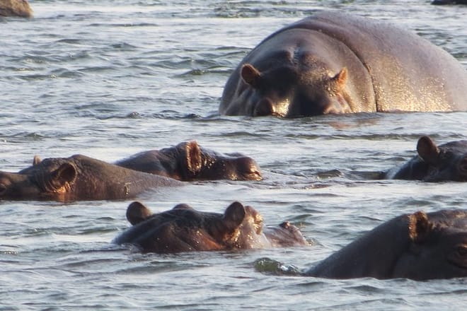 Hippos