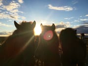 Viking Horses Sleipnir Evening Tour 6