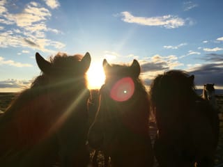 Viking Horses Sleipnir Evening Tour, photo 6
